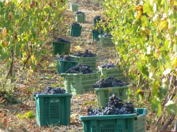 sardinie bb Pessighette - Druiven plukken